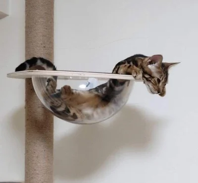 PorzeczkowySok - catssss