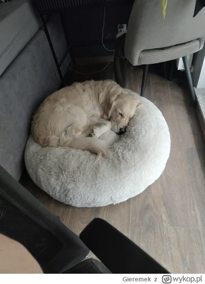 Gieremek - Morderczy pies dużej rasy wyprowadzony. 
Niestety nie było żadnych dzieci ...