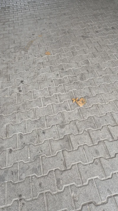 niedorzecznybubr - No i wdepnąłem w g---o. W normalnym kraju w tej sytuacji mógłbym z...