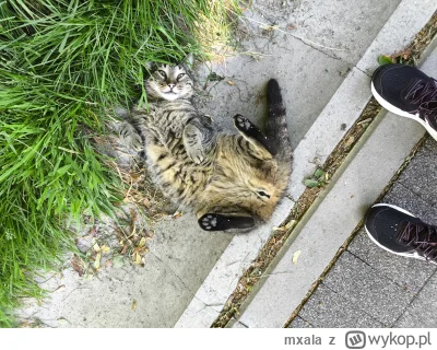 mxala - Namaluj mnie jak jedną ze swoich francuskich kotek
#pdk #koteczkizprzypadku #...