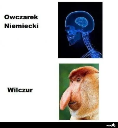 b.....a - @PodlasianinNaEmigracji: przecież to wilczur