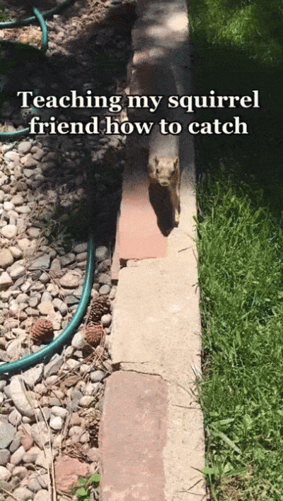 wfyokyga - Wiewiur łap