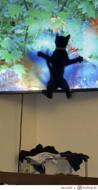 daray89 - #codziennykotopetany #dziwnekotki