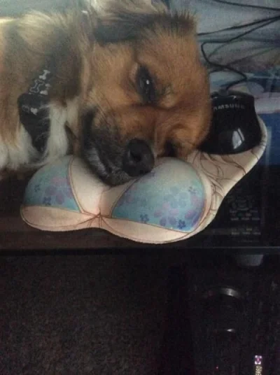 wankstain - #nastruj