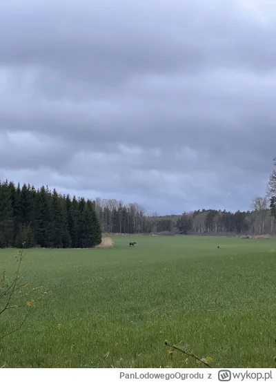 PanLodowegoOgrodu - Spotkałem wczoraj łosia. Kawałek podszedłem, żeby zrobić lepsze z...