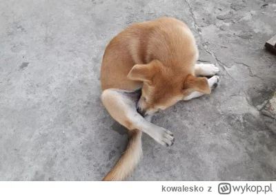 kowalesko - @bezpravkano207: