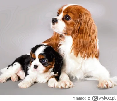 mmmod - @Fishwater: taki s------l, king charles spaniel. bede udawal ze to brytyjski ...