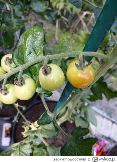 zsokiemowocowym - Zaczyna się kurde, jeszcze trochę.
#ogrodnictwo