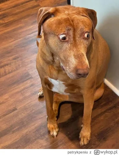 patrykpeniu - #famemma pies murana po tym jak posłuchał rozmowę z myśliwym o wypchani...