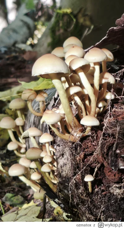 ozmatox - @k888 dzisiaj był tylko spacerek z rodzinką :)
A gzibów panie...