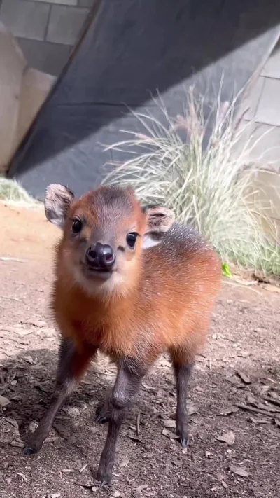 Deykun - >This shy guy is a red-flanked duiker calf, a small species of antelope nati...