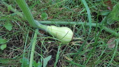 GwaltowneWypaczenieCzasoprzestrzeni - Moja pierwsza dynia (｡◕‿‿◕｡)
#ogrodnictwo #dyni...