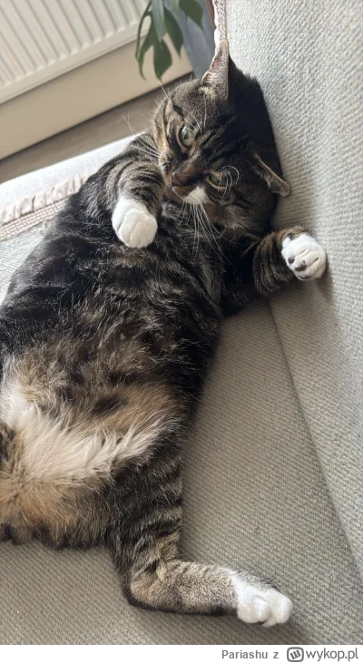 Pariashu - #pokazkota czas na dietę