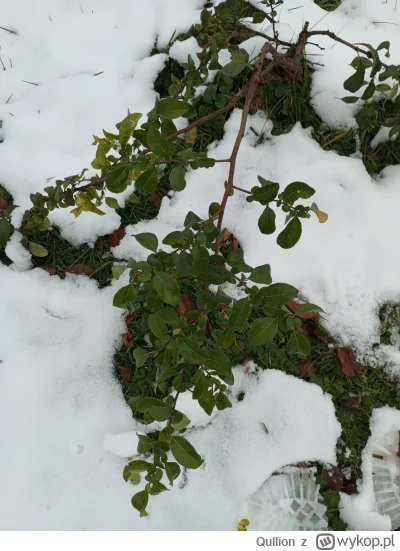 Qullion - @Qullion: pigwowiec w śniegu