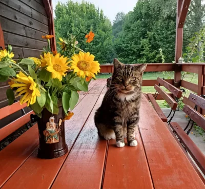 tomwick55 - #koty #kitku #zwierzaczki #kot