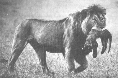 saviour - Szanuje lwy za to że zabijają potomstwo obcych samców, w przypadku Szeligi ...