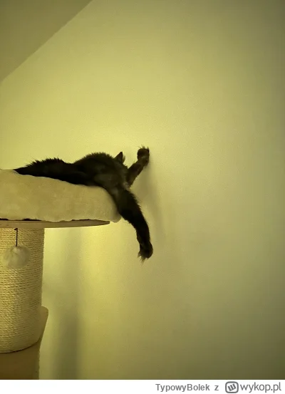TypowyBolek - Nie śpię bo trzymam ścianę (ʘ‿ʘ) #kitku #pokazkota #koty