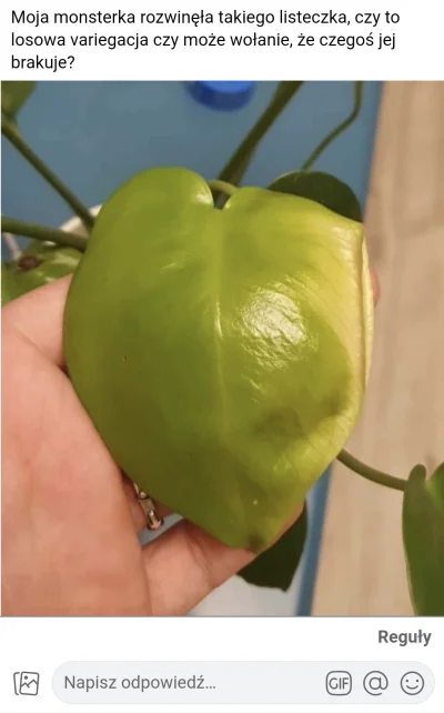 SoneaSonea - #rosliny #heheszki