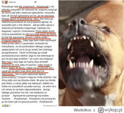 WielkiNos - Kolejna wzruszająca historia adopcji pitbulla. Rodzina przygarnęła psa z ...