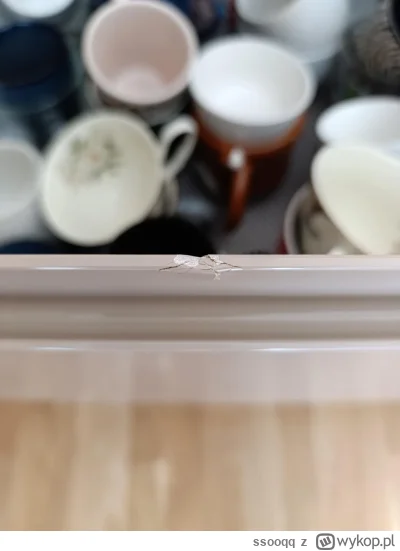 ssooqq - Dzien dobry. Kubek spadł mi na rant. Jak to zabezpieczyć, żeby dalej się nie...