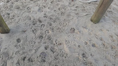 jatoktos - typowy plac zabaw dla dzieci #psiarze