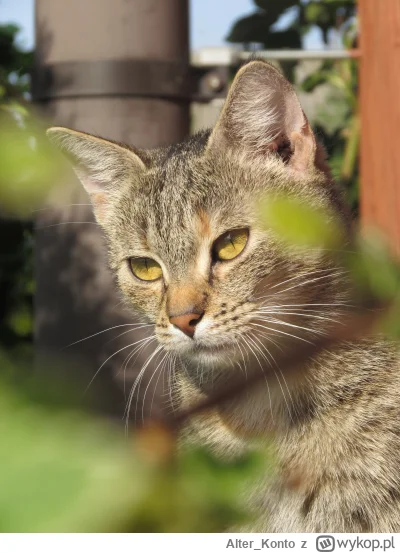 Alter_Konto - #pokazkota #kitku