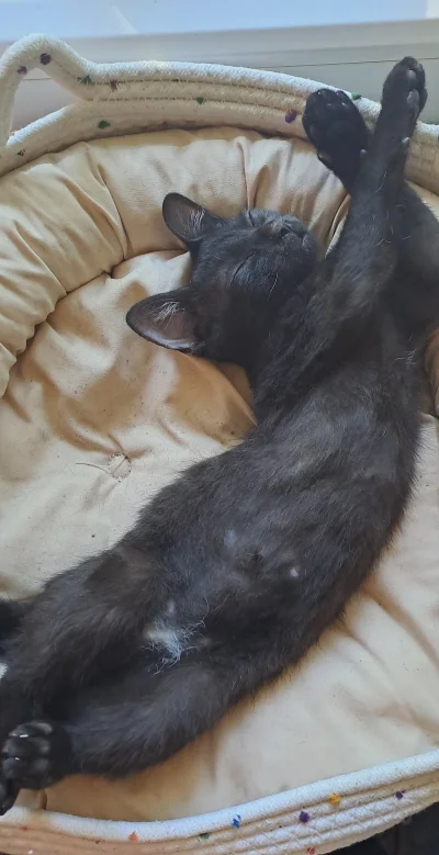 oficjalniemartwa - Maciejka po dotknięciu #pumpernikle