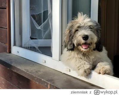 ziiemniiak - Cyknąłem sobie foto szczęśliwego psa, życzę szczęścia jak ten pies, miłe...