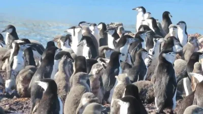 cheeseandonion - #pingwiny