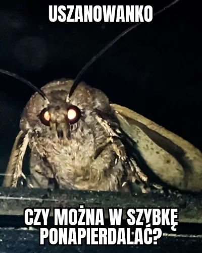 GryllowameWazyvva