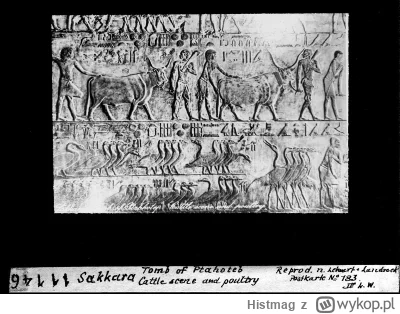 Histmag - Znalezisko - Niepełnosprawność w starożytnym Egipcie https://wykop.pl/link/...