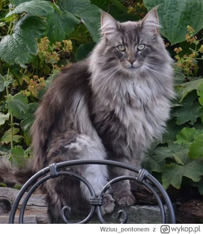 Wziuu_pontonem - Jaki plan na dziś 
Mięsa mało 
Coś trzeba z tym zrobić!