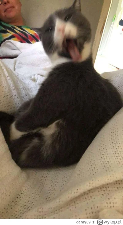 daray89 - #codziennykotopetany #dziwnekotki