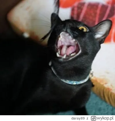 daray89 - #codziennykotopetany #dziwnekotki