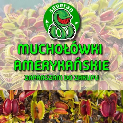 SeveranRO - ‼️OFERTA MUCHOŁÓWKOWA‼️Ponad 100 różnych muchołówek
Poniżej przedstawiam ...