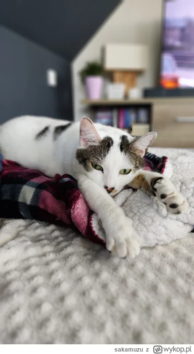 sakamuzu - A zapracowane too