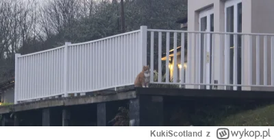 KukiScotland - @tomwick55