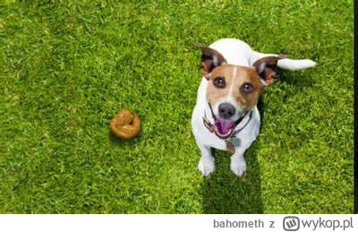 bahometh - Pies jest często uważany za najlepszego przyjaciela człowieka i od wieków ...