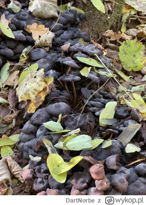 DartNorbe - Znalazłem w gęstwinie dużo takich grzybów. Co to za grzyb? 

#grzyby