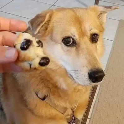 Foxing - Dlaczego jak Editor, Wincyj czy inny Mokebe uprawiają zwyczajny flood, profi...