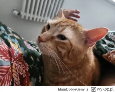 MamDobreGeny - Kocurek przychodzi do mnie na poranne glaski 
#koty