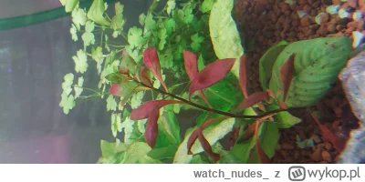 watchnudes - @watchnudes