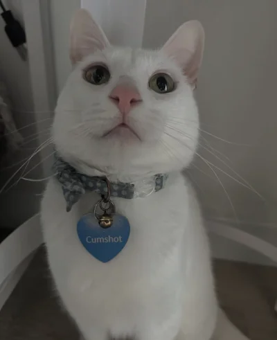 pharmaki - @pusia11 ( ͡° ʖ̯ ͡°)