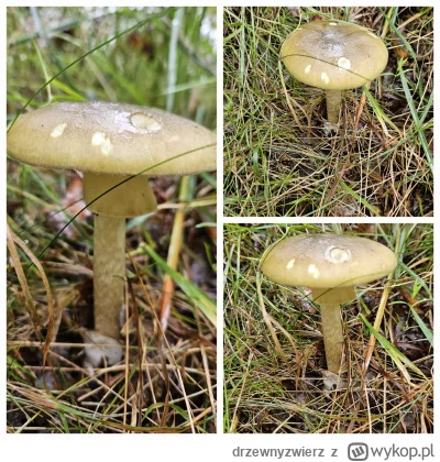 drzewnyzwierz - aaaaaa wsciekłeś siem muchomorze ( ͡° ͜ʖ ͡°) pierwszy na żywo w moim ...