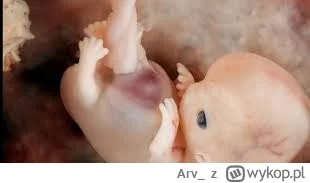 Arv_ - >no, ale dopiero od około 12 tygodnia, wcześniej to glut z posklejanych komóre...