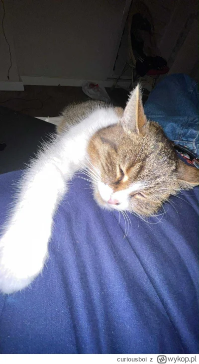curiousboi - Śmietnik sleeping #pokazkota