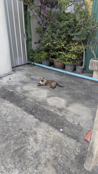 vulcanitu - #koty #koteczkizprzypadku