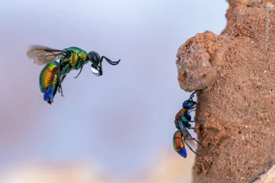 Lifelike - Błonkówka z rodziny złotolitkowatych (Chrysididae)
Autor
#photoexplorer #f...