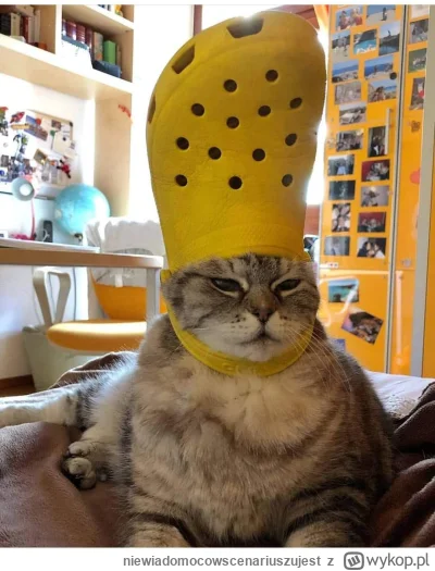 niewiadomocowscenariuszujest - #zlodziejskiewybryki