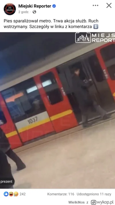 WielkiNos - Tak się właśnie kończy nie trzymanie kundli na smyczach przez psiarzy. Ca...